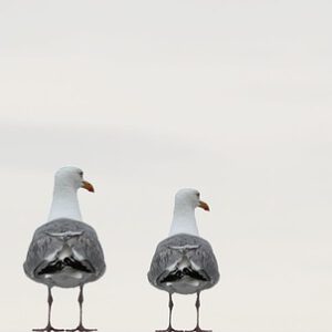 seagulls-2662550_640