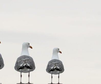 seagulls-2662550_640