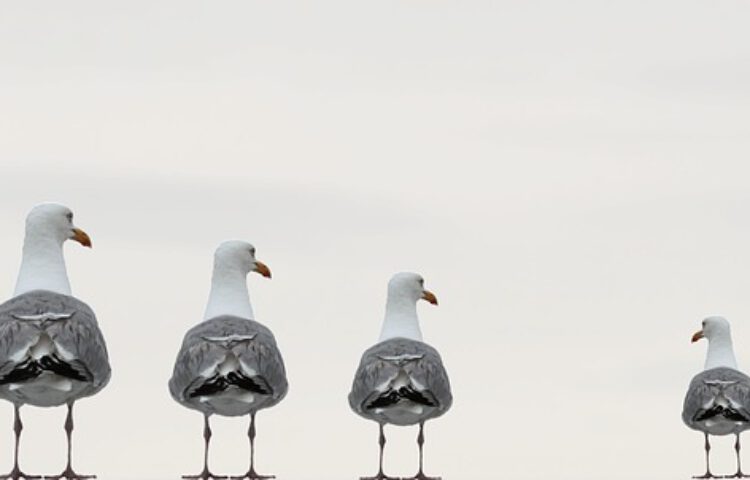 seagulls-2662550_640